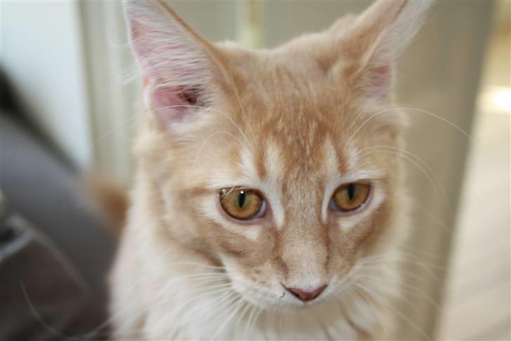 Maine Coon Columbine - Bine billede 14