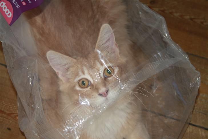 Maine Coon Columbine - Bine billede 15