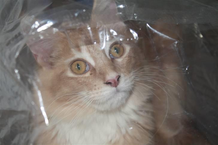 Maine Coon Columbine - Bine billede 16