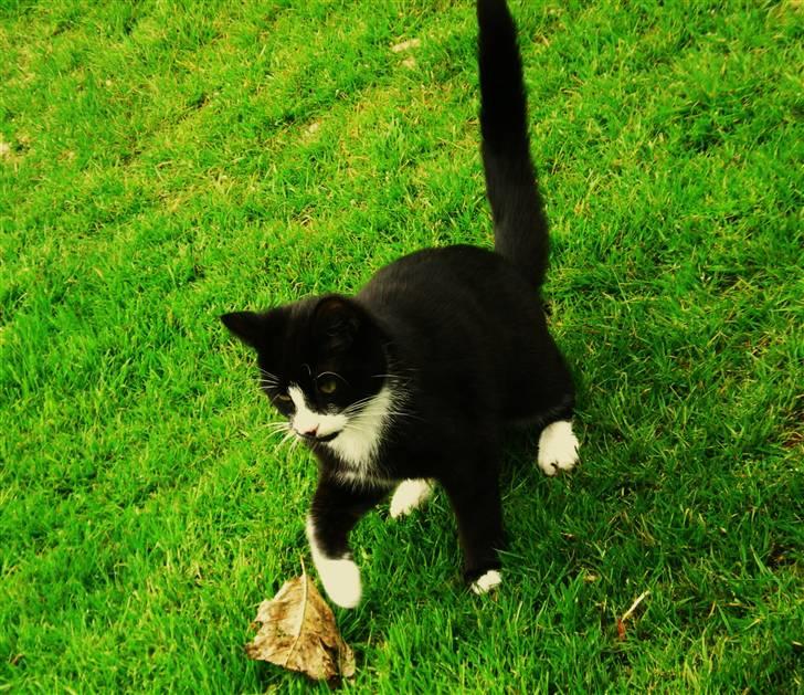 Huskat Annabel billede 7