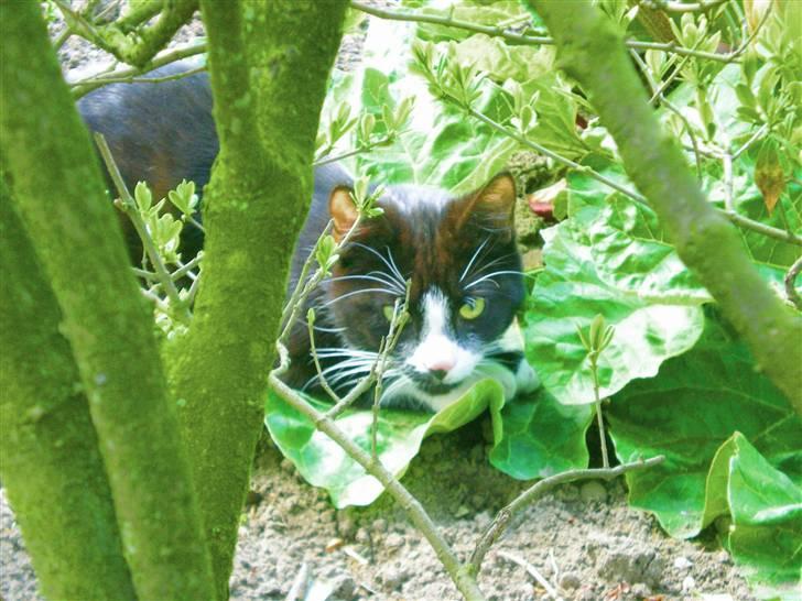 Huskat Annabel billede 8