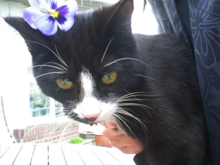 Huskat Annabel billede 9