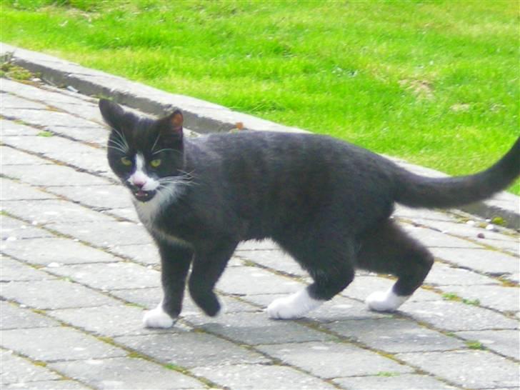 Huskat Annabel billede 10