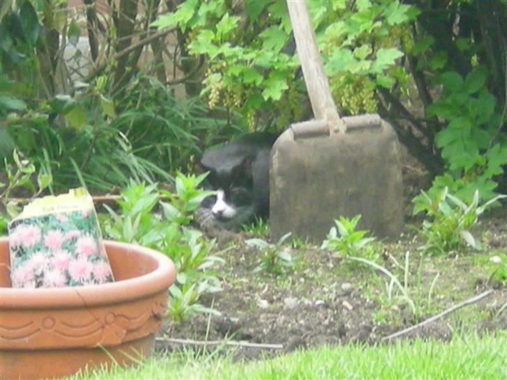 Huskat Annabel - hehe:D hun tror at man ikke kan se hende bag en skovl... billede 11