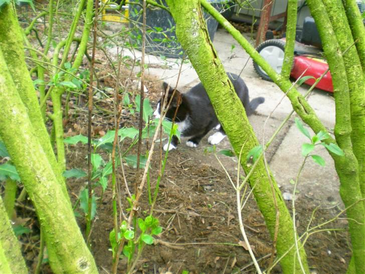 Huskat Annabel - hun har fået øje på noget:D billede 12