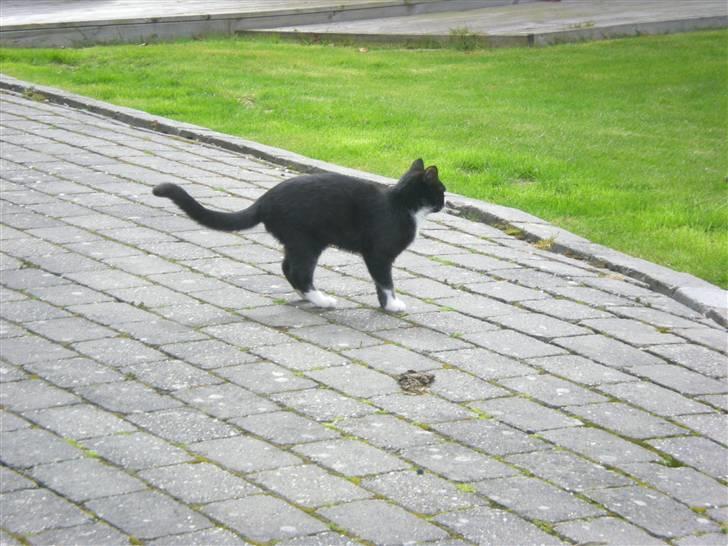 Huskat Annabel billede 13