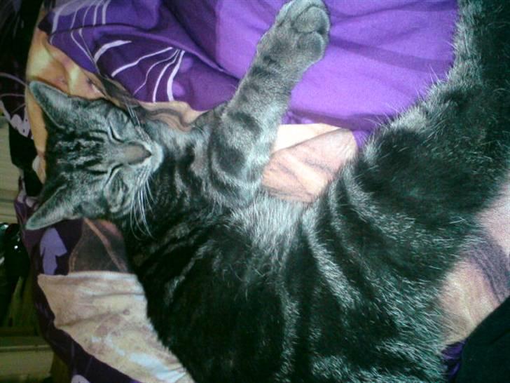 Blanding af racer Tulle billede 2