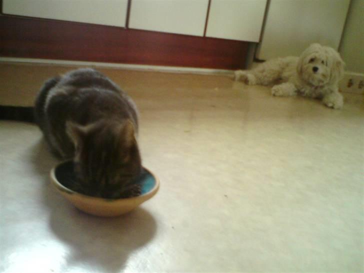 Blanding af racer Tulle - tulle spiser imens thilde pænt venter på det bliver hendes tur billede 3