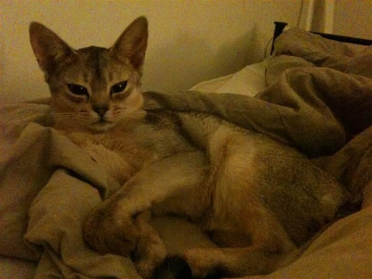Abyssinier Silver Kama af Freden  - Karla er gået i seng..... 8 mdr. (8/5-10) billede 14