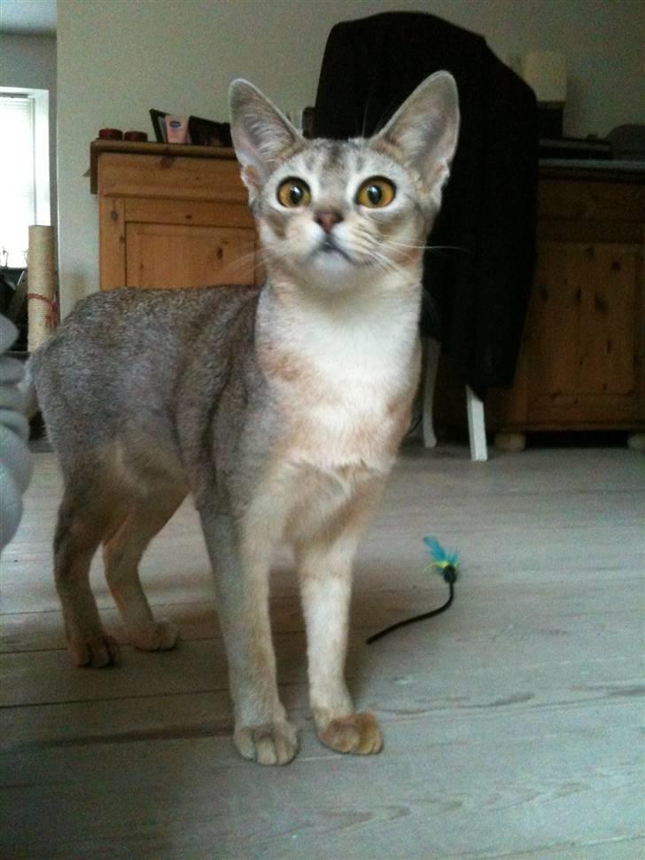 Abyssinier Silver Kama af Freden  - KARLA 8mdr. (8/5-10) billede 15