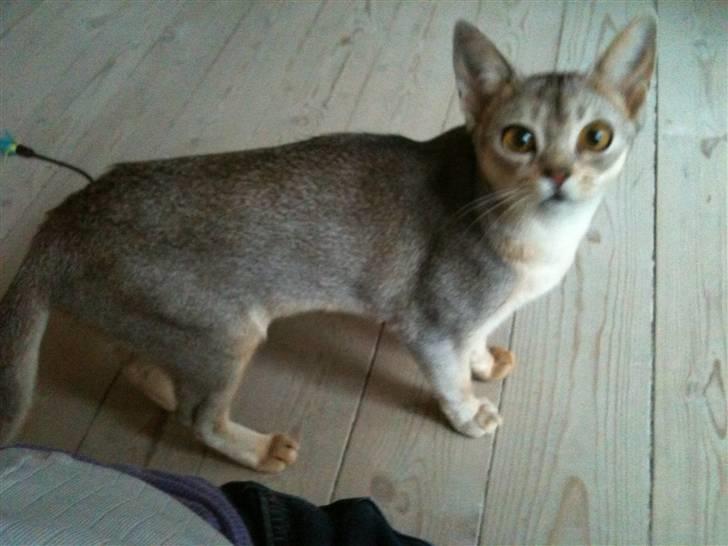 Abyssinier Silver Kama af Freden  - KARLA 8 mdr. (8/5-10) billede 16