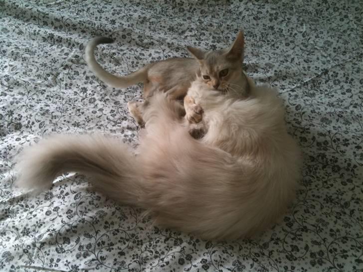 Abyssinier Silver Kama af Freden  - Karla og Hector leger billede 17