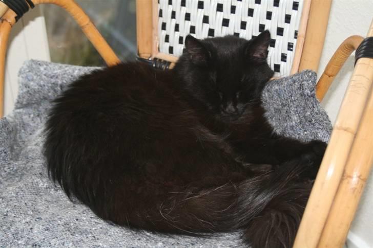 Maine Coon Maggie *Flyttet* - Tager lige en slapper :-) billede 8