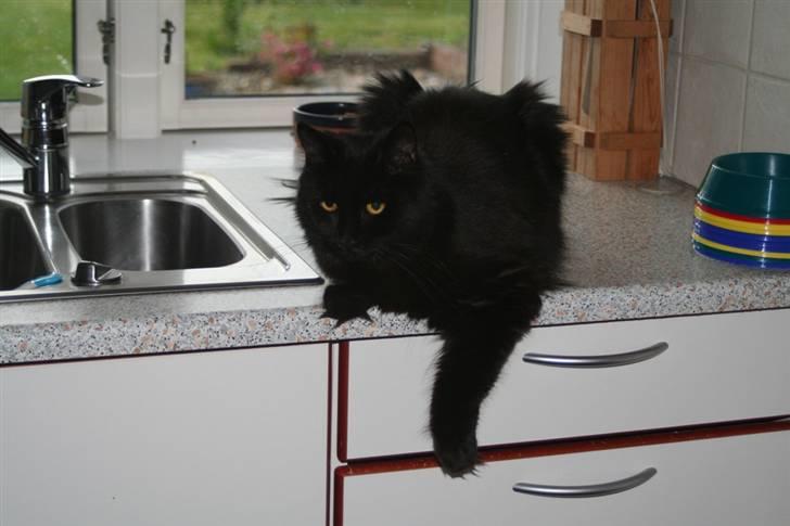 Maine Coon Maggie *Flyttet* billede 9