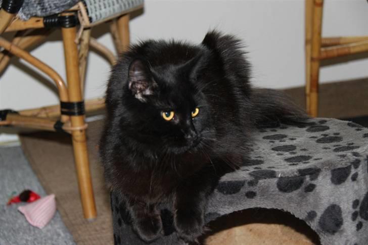 Maine Coon Maggie *Flyttet* billede 10