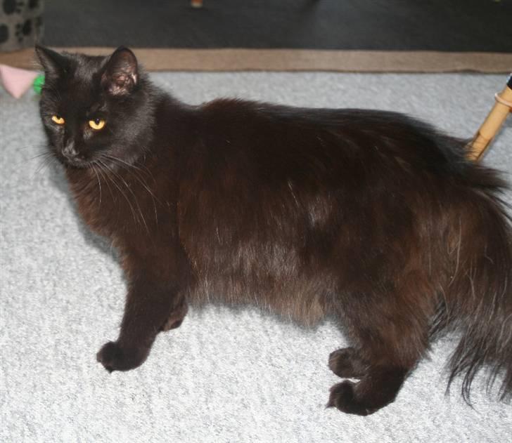 Maine Coon Maggie *Flyttet* billede 11