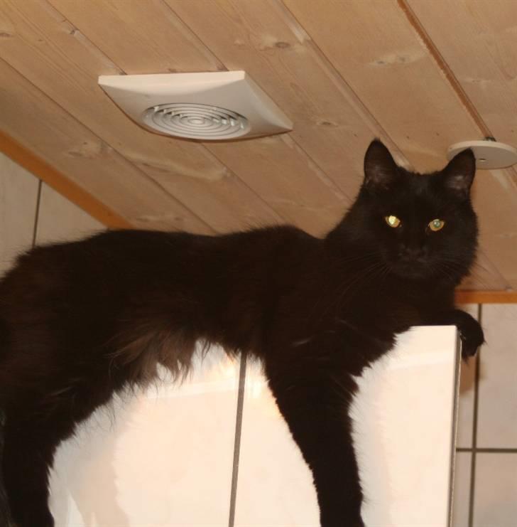 Maine Coon Maggie *Flyttet* billede 12