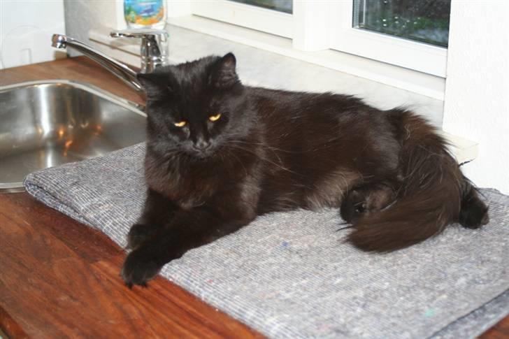 Maine Coon Maggie *Flyttet* billede 13