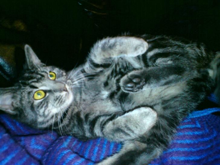 Blanding af racer Tulle billede 4