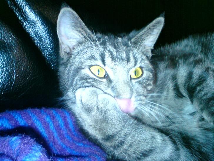 Blanding af racer Tulle billede 5