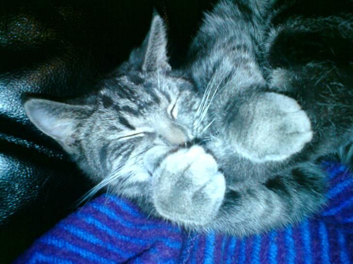 Blanding af racer Tulle billede 6