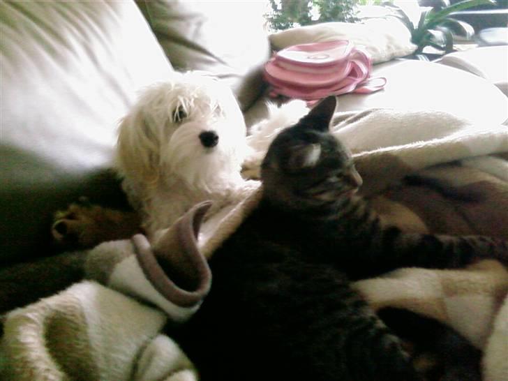 Blanding af racer Tiger lily billede 2