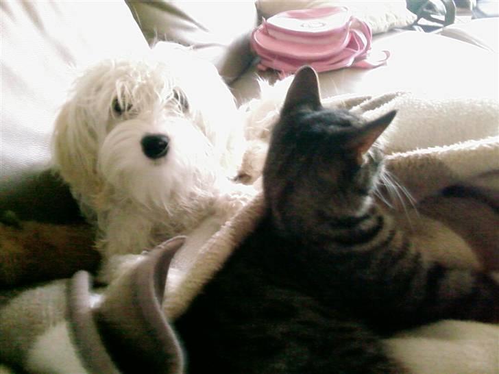 Blanding af racer Tiger lily billede 3