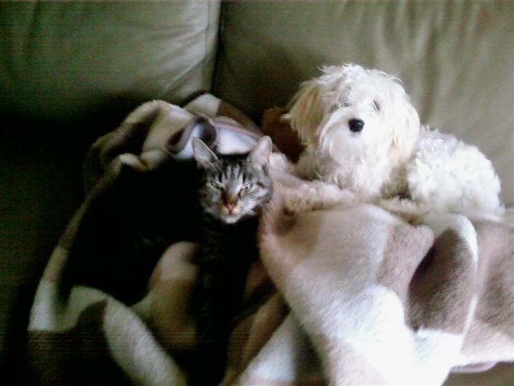 Blanding af racer Tiger lily billede 4