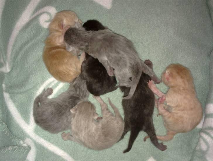 British Shorthair DK Heikina Floor - Floors og eriks babyer født den 10 maj 2010 billede 10