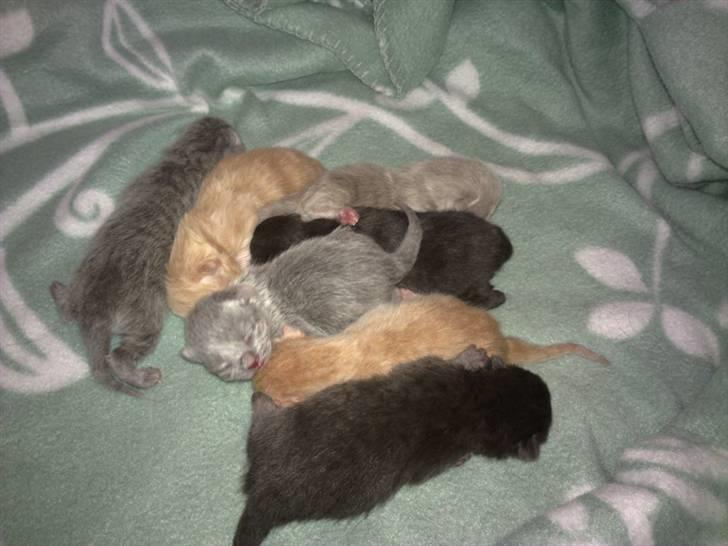 British Shorthair DK Heikina Floor - Floors og eriks babyer født den 10 maj 2010 billede 11