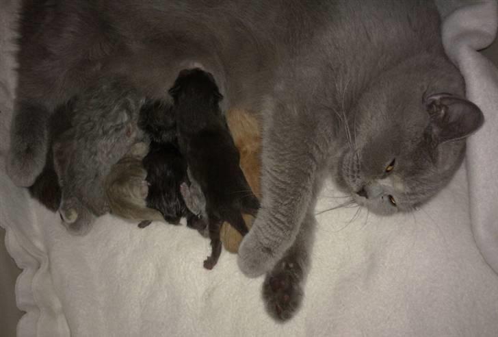 British Shorthair DK Heikina Floor - Floors og eriks babyer født den 10 maj 2010 billede 12