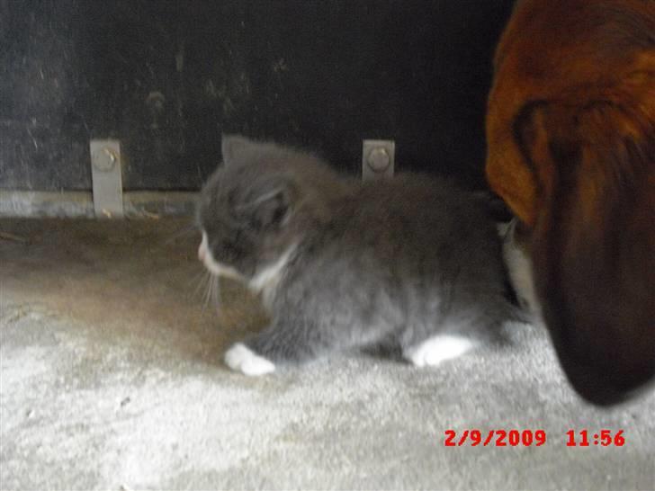 Blanding af racer Fister billede 18