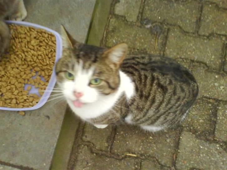 Blanding af racer bubbi billede 1