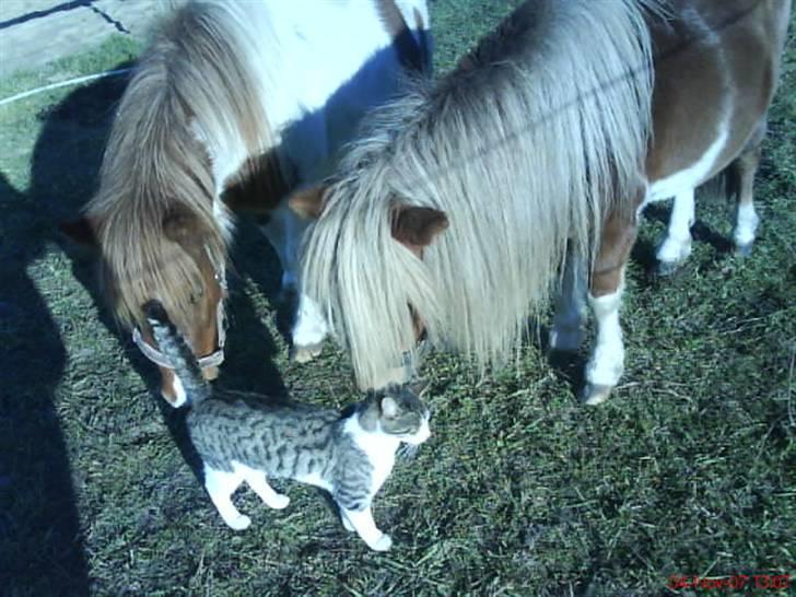 Blanding af racer bubbi - er ikke bange for hestene billede 2