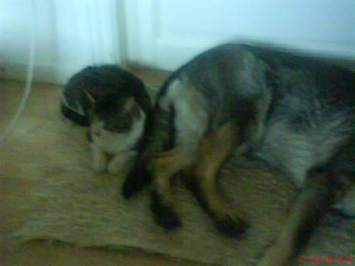 Blanding af racer bubbi - putter med fanny billede 3