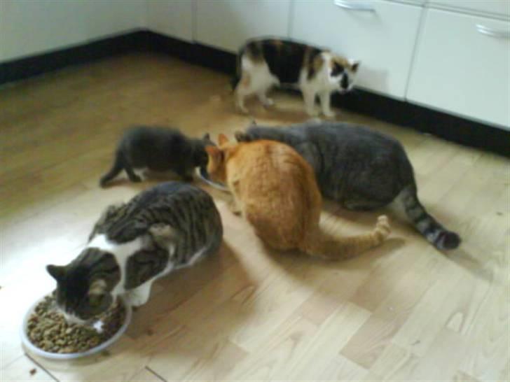 Blanding af racer bubbi - sammen med flokken billede 4