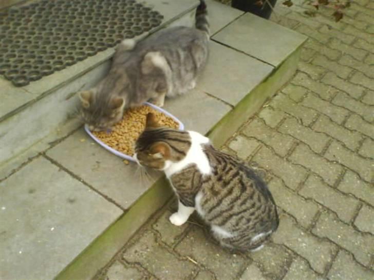 Blanding af racer bubbi - bubbi og snappi billede 5