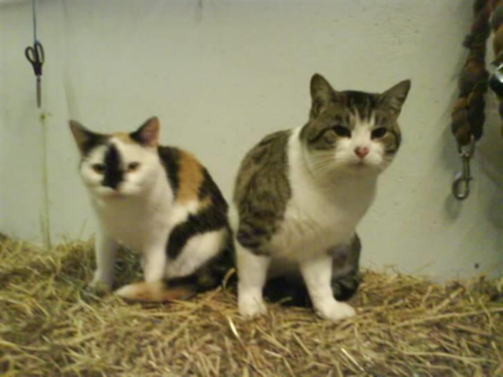 Blanding af racer bubbi - bubbi og tira billede 6