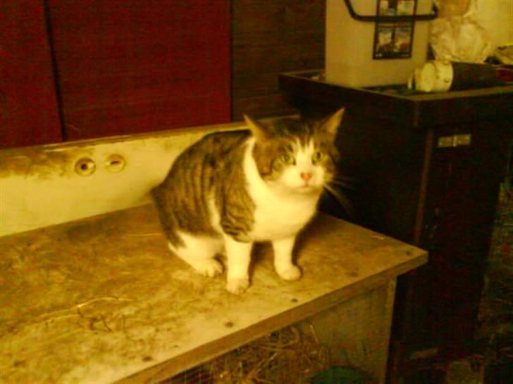 Blanding af racer bubbi billede 7