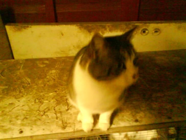 Blanding af racer bubbi billede 8