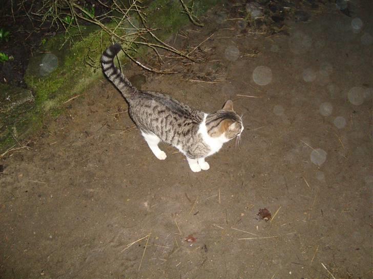 Blanding af racer bubbi billede 9