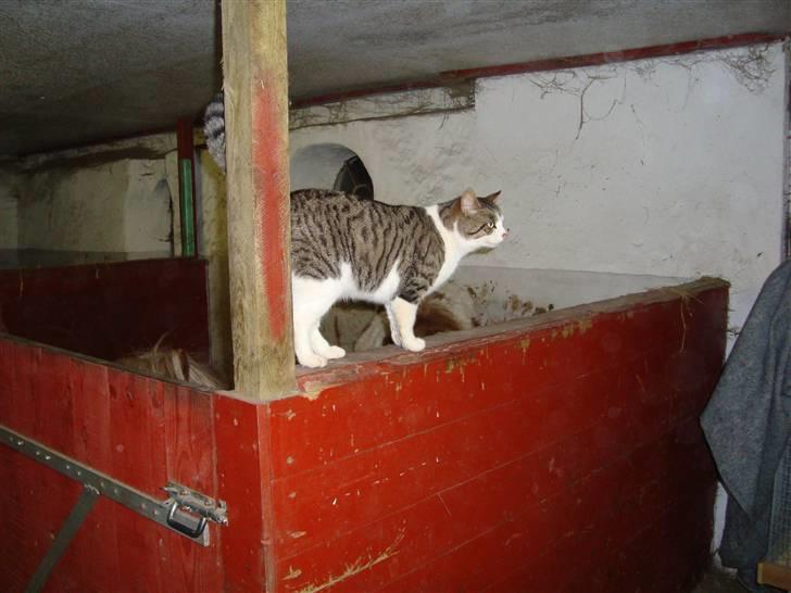 Blanding af racer bubbi billede 10