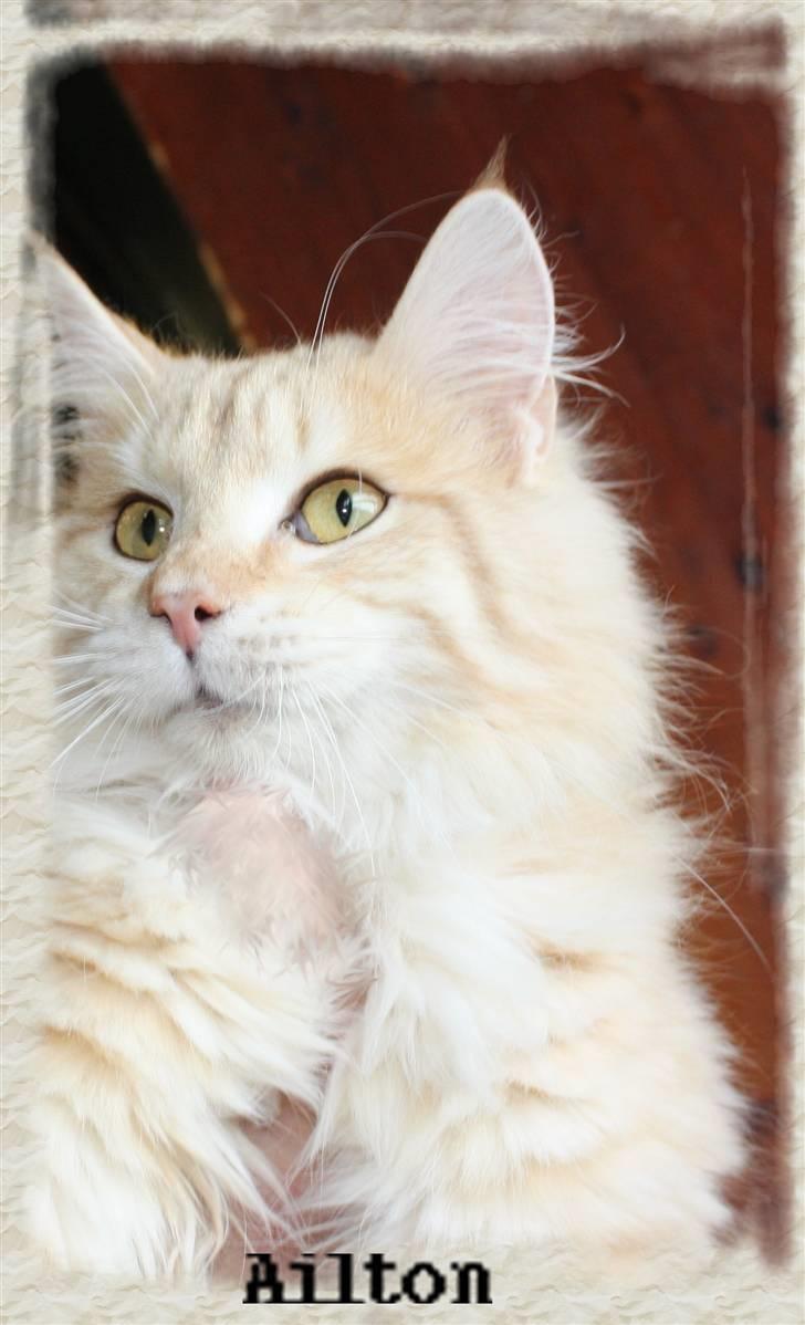 Norsk Skovkat Ailton Cormath DK billede 1