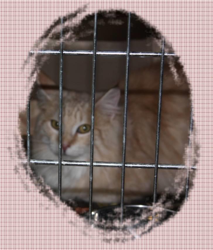 Norsk Skovkat Ailton Cormath DK billede 2