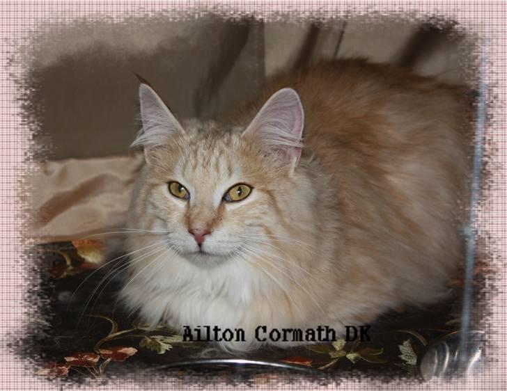 Norsk Skovkat Ailton Cormath DK billede 3