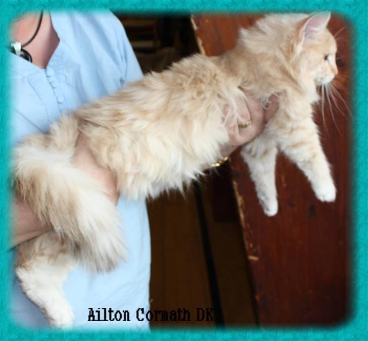 Norsk Skovkat Ailton Cormath DK billede 4