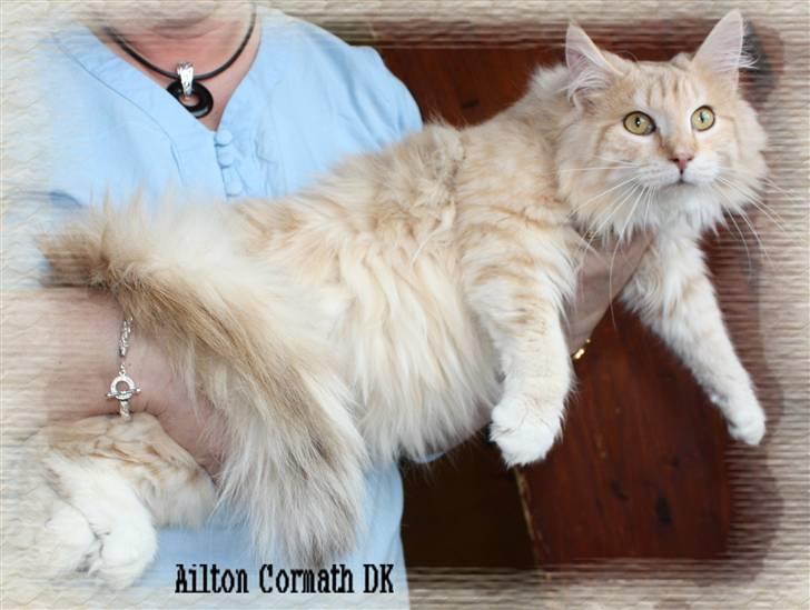 Norsk Skovkat Ailton Cormath DK billede 5