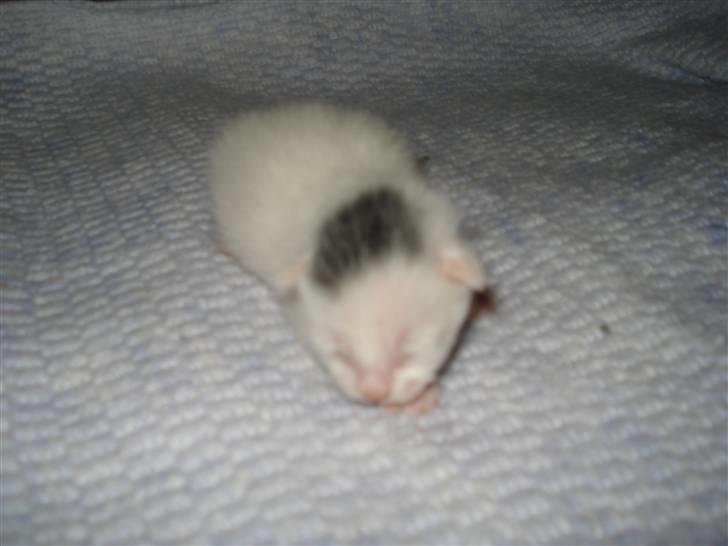 Huskat Bette Mus (solgt) billede 1