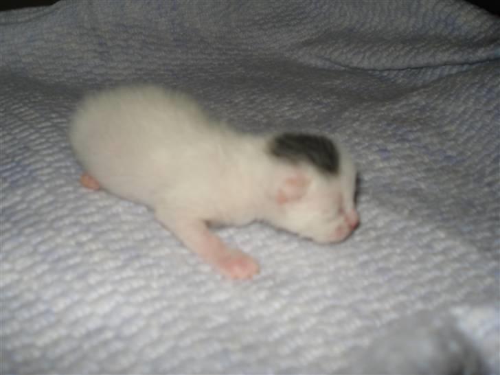 Huskat Bette Mus (solgt) billede 2