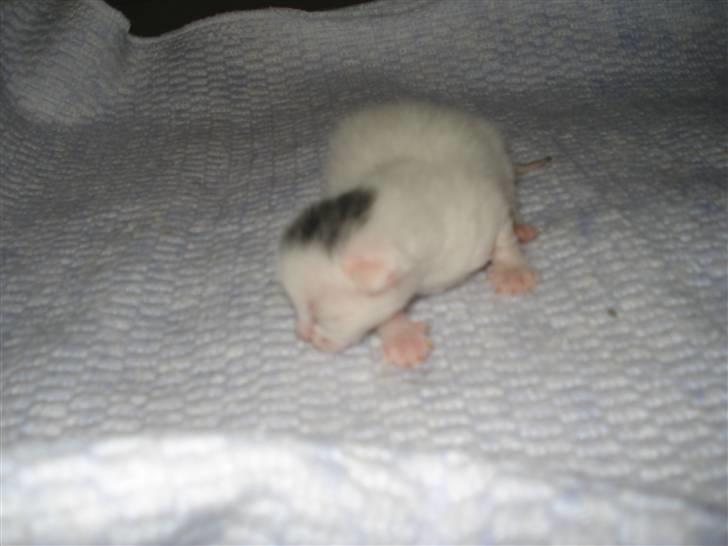 Huskat Bette Mus (solgt) billede 3